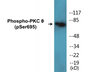 Western blot analysis of extracts from Jurkat cells treated with EGF 200ng/ml 15', using PKC thet (Phospho-Ser695) Antibody.