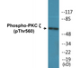 Western blot analysis of extracts from COS7 cells treated with PMA 125ng/ml 30', using PKC zeta (Phospho-Thr560) Antibody.