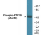 Western blot analysis of extracts from COS7 cells treated with UV 30', using PTP1B (Phospho-Ser50) Antibody.