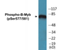 Western blot analysis of extracts from K562 cells, using B-Myb (Phospho-Ser577/581) Antibody.