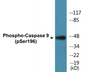 Western blot analysis of extracts from 293 cells treated with Calyculin 50nM 30', using Caspase 9 (Phospho-Ser196) Antibody.
