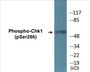 Western blot analysis of extracts from K562 cells treated with Na3VO4 0.3uM 40', using Chk1 (Phospho-Ser286) Antibody.
