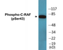 Western blot analysis of extracts from NIH-3T3 cells, using C-RAF (Phospho-Ser43) Antibody.