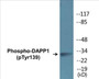 Western blot analysis of extracts from 293 cells treated with Insulin 0.01U/ml 2', using DAPP1 (Phospho-Tyr139) Antibody.
