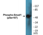 Western blot analysis of extracts from 293 cells and HepG2 cells, using Smad1 (Phospho-Ser187) Antibody.