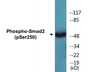 Western blot analysis of extracts from 293 cells treated with PMA 125ng/ml 30', using Smad2 (Phospho-Ser250) Antibody.