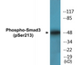 Western blot analysis of extracts from HT29 cells, using Smad3 (Phospho-Ser213) Antibody.
