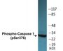 Western blot analysis of extracts from 293 cells, using Caspase 1 (Phospho-Ser376) Antibody.