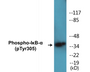 Western blot analysis of extracts from COS7 cells treated with nocodazole 1ug/ml 16h, using IkappaB-alpha (Phospho-Tyr305) Antibody.