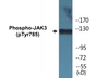 Western blot analysis of extracts from Jurkat cells, using JAK3 (Phospho-Tyr785) Antibody.