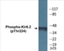 Western blot analysis of extracts from HeLa cells, using Kir6.2 (Phospho-Thr224) Antibody.