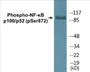 Western blot analysis of extracts from RAW264.7 cells treated with EGF 200ng/ml 30', using NF-kappaB p100 (Phospho-Ser872) Antibody.