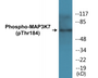 Western blot analysis of extracts from HepG2 cells treated with TNF 20ng/ml 5', using TAK1 (Phospho-Thr184) Antibody.