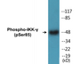 Western blot analysis of extracts from HepG2 cells treated with Anisomycin 0.5uM 5h, using IKK-gamma (Phospho-Ser85) Antibody.