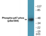 Western blot analysis of extracts from COS7 cells treated with UV 15' and A549 cells, using Neutrophil Cytosol Factor 1 (Phospho-Ser304) Antibody.