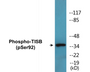 Western blot analysis of extracts from HepG2 cells, using TISB (Phospho-Ser92) Antibody.