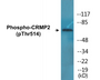 Western blot analysis of extracts from NIH-3T3 cells treated with PMA 125ng/ml 30', using DRP-2 (Phospho-Thr514) Antibody.