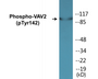 Western blot analysis of extracts from HeLa cells and K562 cells treated with TNF 20ng/ml 30', using VAV2 (Phospho-Tyr142) Antibody.