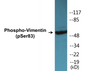 Western blot analysis of extracts from 293 cells treated with paclitaxel 1uM 24h, using Vimentin (Phospho-Ser83) Antibody.