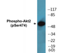 Western blot analysis of extracts from 293 cells treated with EGF 200ng/ml 30', using Akt2 (Phospho-Ser474) Antibody.