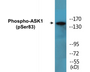 Western blot analysis of extracts from MDA-MB-435 cells treated with TNF-alpha, using ASK1 (Phospho-Ser83) Antibody.
