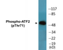 Western blot analysis of extracts from HeLa cells treated with UV, using ATF2 (Phospho-Thr71 or 53) Antibody.
