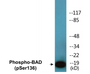 Western blot analysis of extracts from NIH-3T3 cells treated with Forskolin, using BAD (Phospho-Ser136) Antibody.