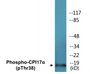 Western blot analysis of extracts from RAW264.7 cells, using CPI17 alpha (Phospho-Thr38) Antibody.