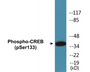 Western blot analysis of extracts from Jurkat and 293 cells treated with UV, using CREB (Phospho-Ser133) Antibody.