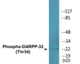 Western blot analysis of extracts from NIH-3T3 cells treated with PMA 125ng/ml 30', using DARPP-32 (Phospho-Thr34) Antibody.