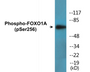 Western blot analysis of extracts from HeLa cells treated with EGF+Serum, using FKHR (Phospho-Ser256) Antibody.