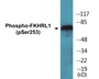 Western blot analysis of extracts from LOVO cells treated with serum 20% 30', using FKHRL1 (Phospho-Ser253) Antibody.