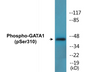 Western blot analysis of extracts from COS7 cells treated with EPO, using GATA1 (Phospho-Ser310) Antibody.