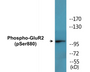 Western blot analysis of extracts from mouse brain, using GluR2 (Phospho-Ser880) Antibody.