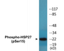 Western blot analysis of extracts from HeLa cells treated with UV, using HSP27 (Phospho-Ser15) Antibody.