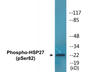 Western blot analysis of extracts from HuvEc cells treated with TNF 20ng/ml 30', using HSP27 (Phospho-Ser82) Antibody.