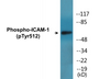 Western blot analysis of extracts from HeLa cells treated with TNF-alpha 20ng/ml 5', using ICAM-1 (Phospho-Tyr512) Antibody.