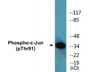 Western blot analysis of extracts from HeLa cells treated with UV, using c-Jun (Phospho-Thr91) Antibody.