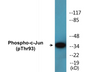 Western blot analysis of extracts from HeLa cells treated with UV, using c-Jun (Phospho-Thr93) Antibody.