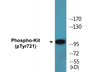 Western blot analysis of extracts from HepG2 cells treated with EGF 200ng/ml 30', using c-Kit (Phospho-Tyr721) Antibody.