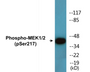 Western blot analysis of extracts from 293 cells treated with PMA 125ng/ml 30', using MEK1/2 (Phospho-Ser217) Antibody.