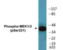 Western blot analysis of extracts from K562 cells treated with serum 20% 15' and Jurkat cells treated with EGF, using MEK1/2 (Phospho-Ser221) Antibody.