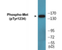 Western blot analysis of extracts from HuvEc cells and COS7cells, using Met (Phospho-Tyr1234) Antibody.