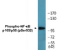 Western blot analysis of extracts from HeLa cells treated with CA+TNF 20ng/ml 10', using NF-kappaB p105/p50 (Phospho-Ser932) Antibody.