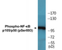 Western blot analysis of extracts from HeLa cells, using NF-kappaB p105/p50 (Phospho-Ser893) Antibody.