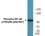 Western blot analysis of extracts from HeLa cells treated with TNF-alpha, using NF-kappaB p105/p50 (Phospho-Ser907) Antibody.