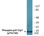 Western blot analysis of extracts from HeLa cells treated with EGF, using p21 Cip1 (Phospho-Thr145) Antibody.