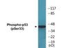 Western blot analysis of extracts from 293 cells treated with UV, using p53 (Phospho-Ser33) Antibody.