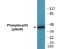 Western blot analysis of extracts from COS7 cells treated with H2O2 100uM 30', using p53 (Phospho-Ser6) Antibody.
