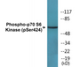 Western blot analysis of extracts from A549 cells treated with PMA 125ng/ML 30', using p70 S6 Kinase (Phospho-Ser424) Antibody.